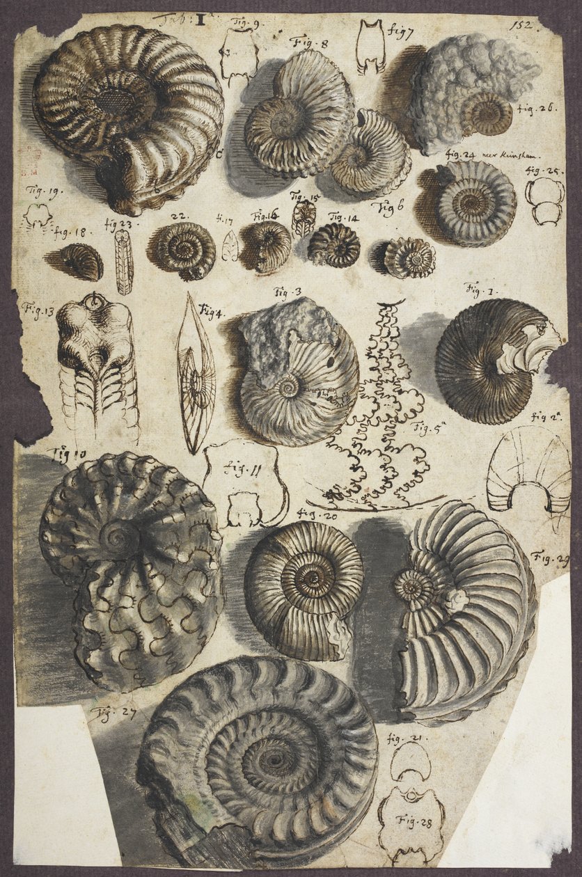 Bayan Ekle. 5262, hayır. 152 Yılan taşı (ammonit) (kağıt üzerinde yıkanmış kalem ve mürekkep) by Robert Hooke
