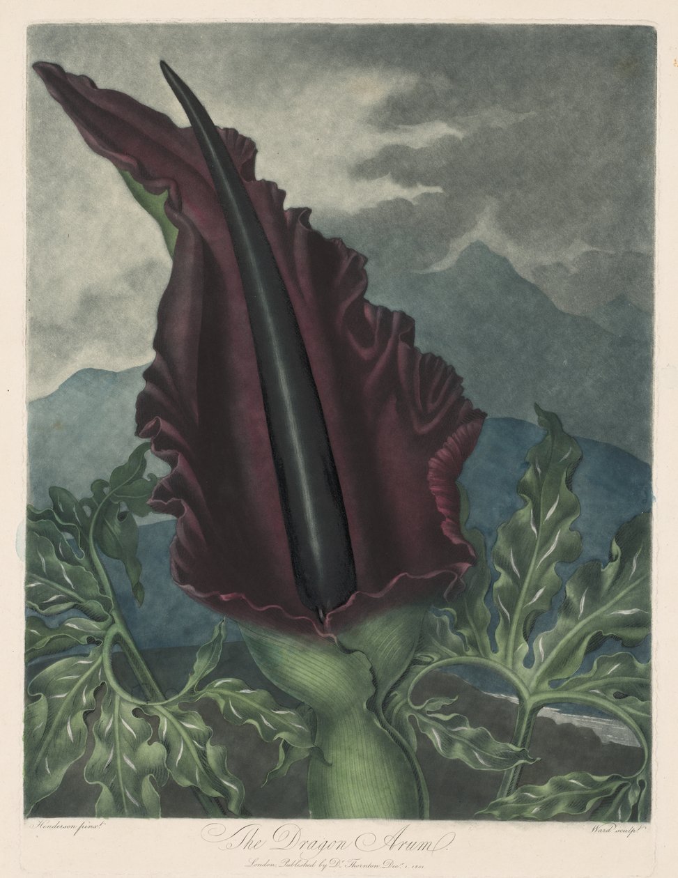 Ejderha Arum, Kara Calla veya Süleyman