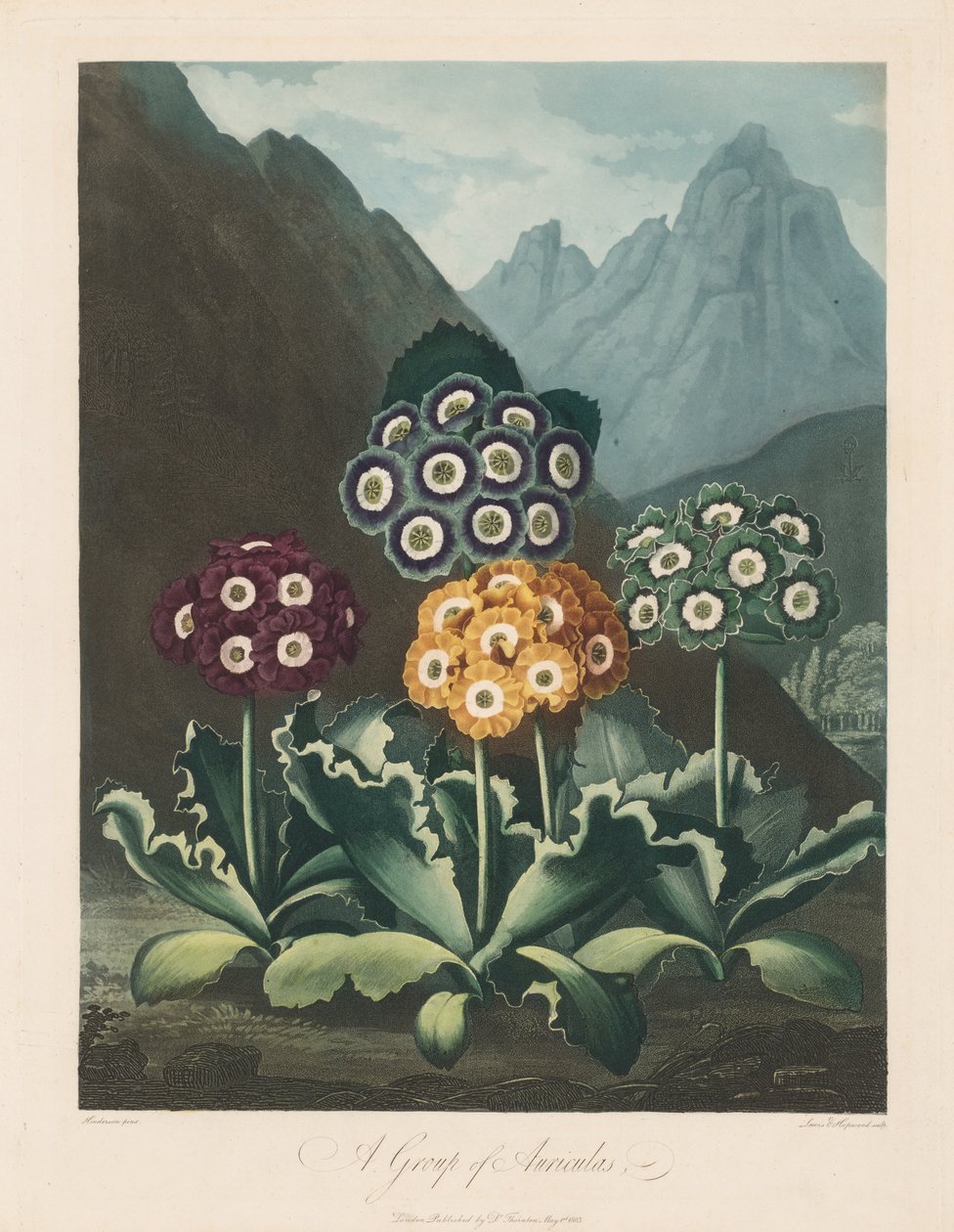Flora Tapınağı veya Doğa Bahçesi: Bir Grup Auriculas by Robert John Thornton