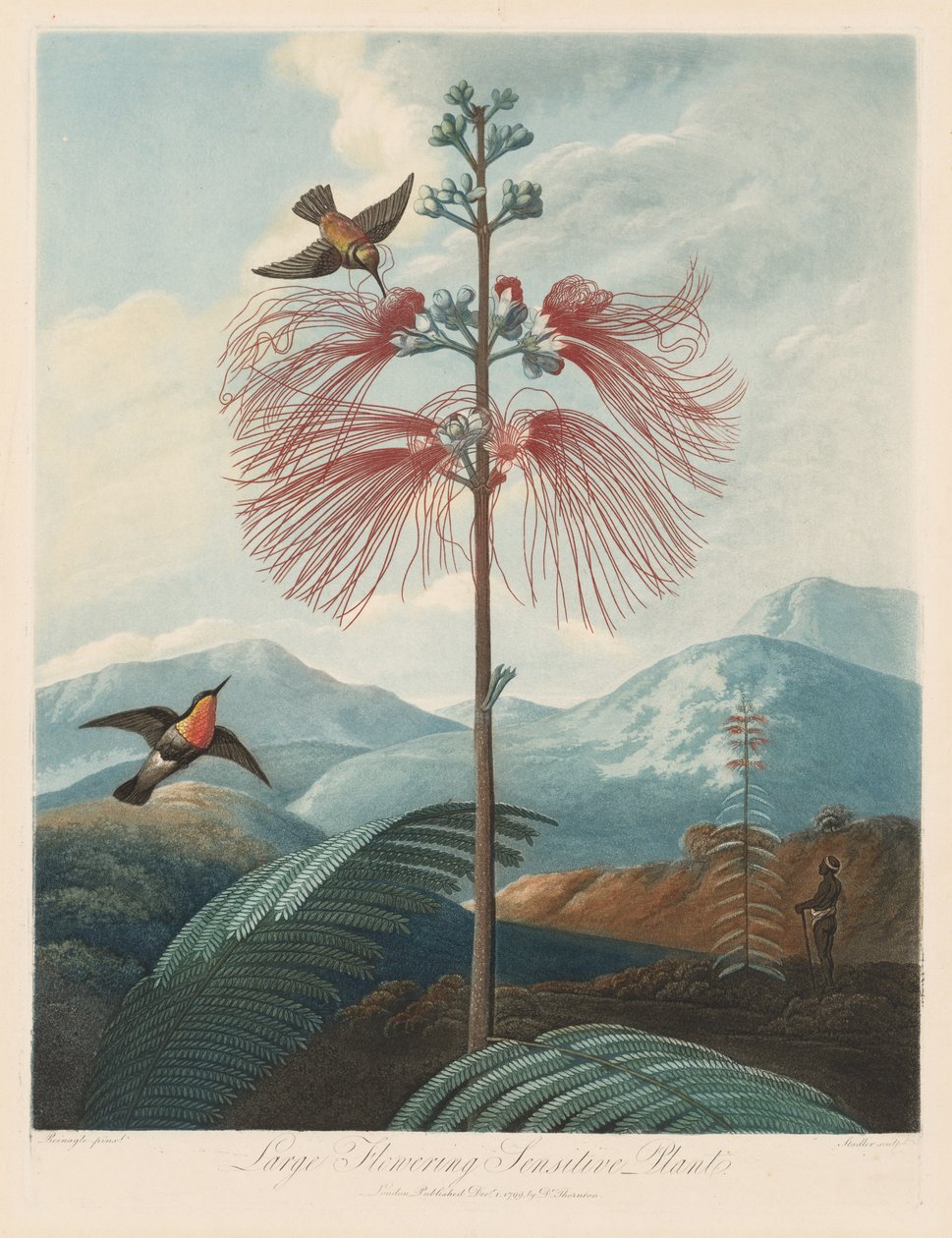 Flora Tapınağı veya Doğa Bahçesi: Büyük Çiçekli Duyarlı Bitki by Robert John Thornton