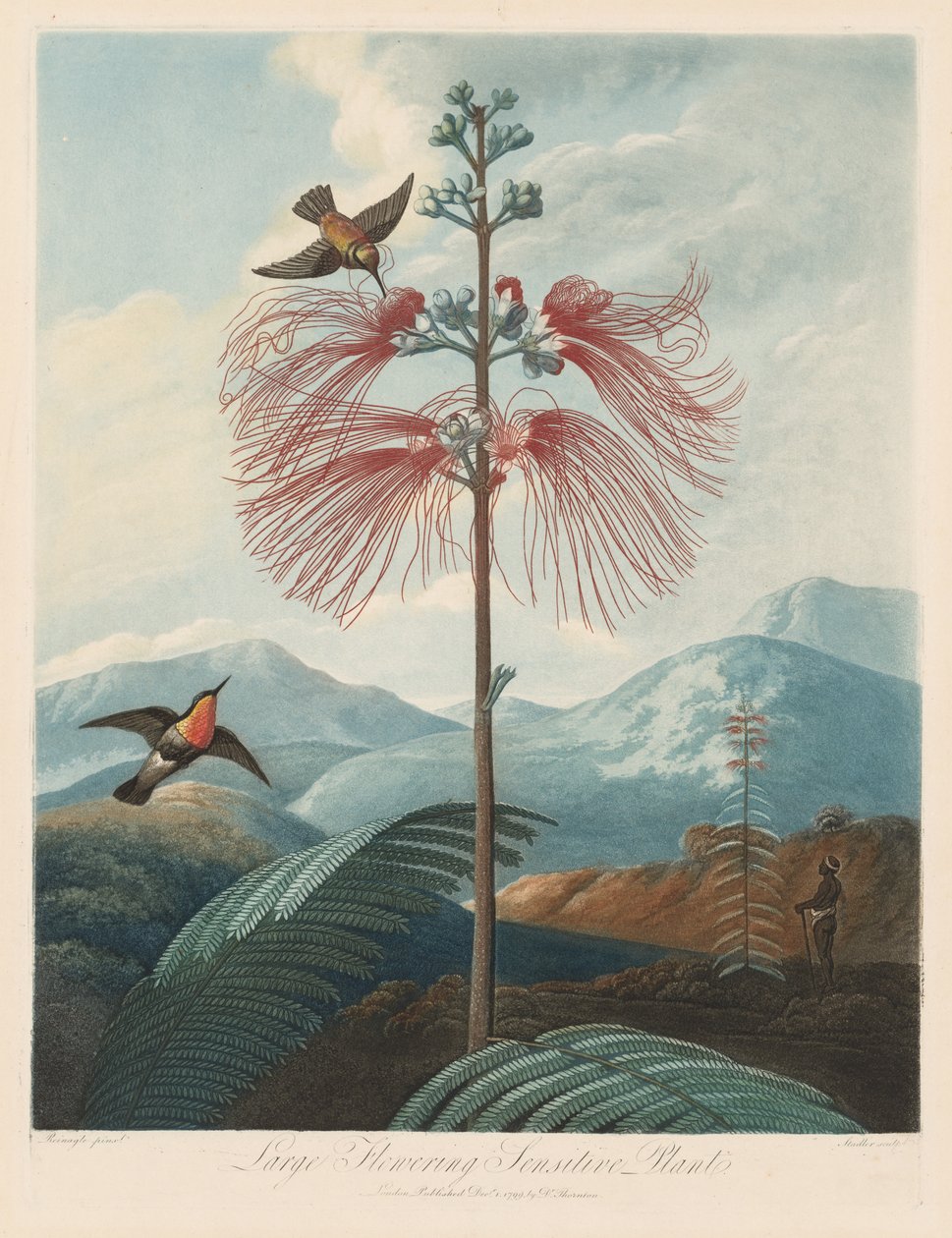 Flora Tapınağı veya Doğa Bahçesi: Büyük Çiçekli Duyarlı Bitki, 1799-1807. by Robert John Thornton
