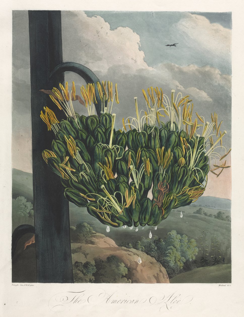 Flora Tapınağı veya Doğa Bahçesi: Amerikan Aloe by Robert John Thornton