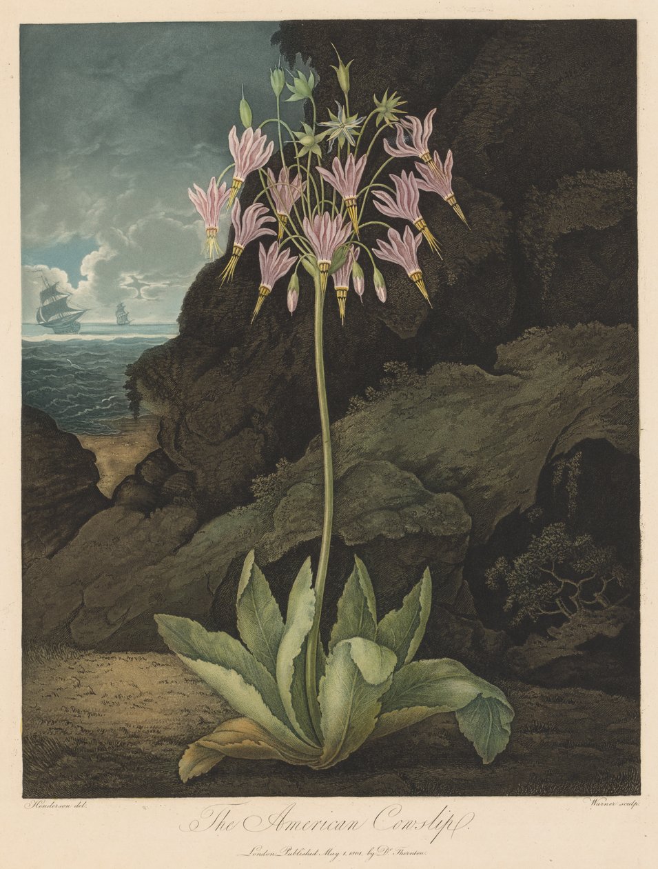 Flora Tapınağı veya Doğa Bahçesi: Amerikan Kovboy Kayağı, 1801. by Robert John Thornton