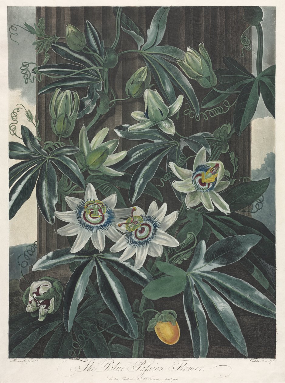 Flora Tapınağı veya Doğa Bahçesi: Mavi Tutku Çiçeği by Robert John Thornton