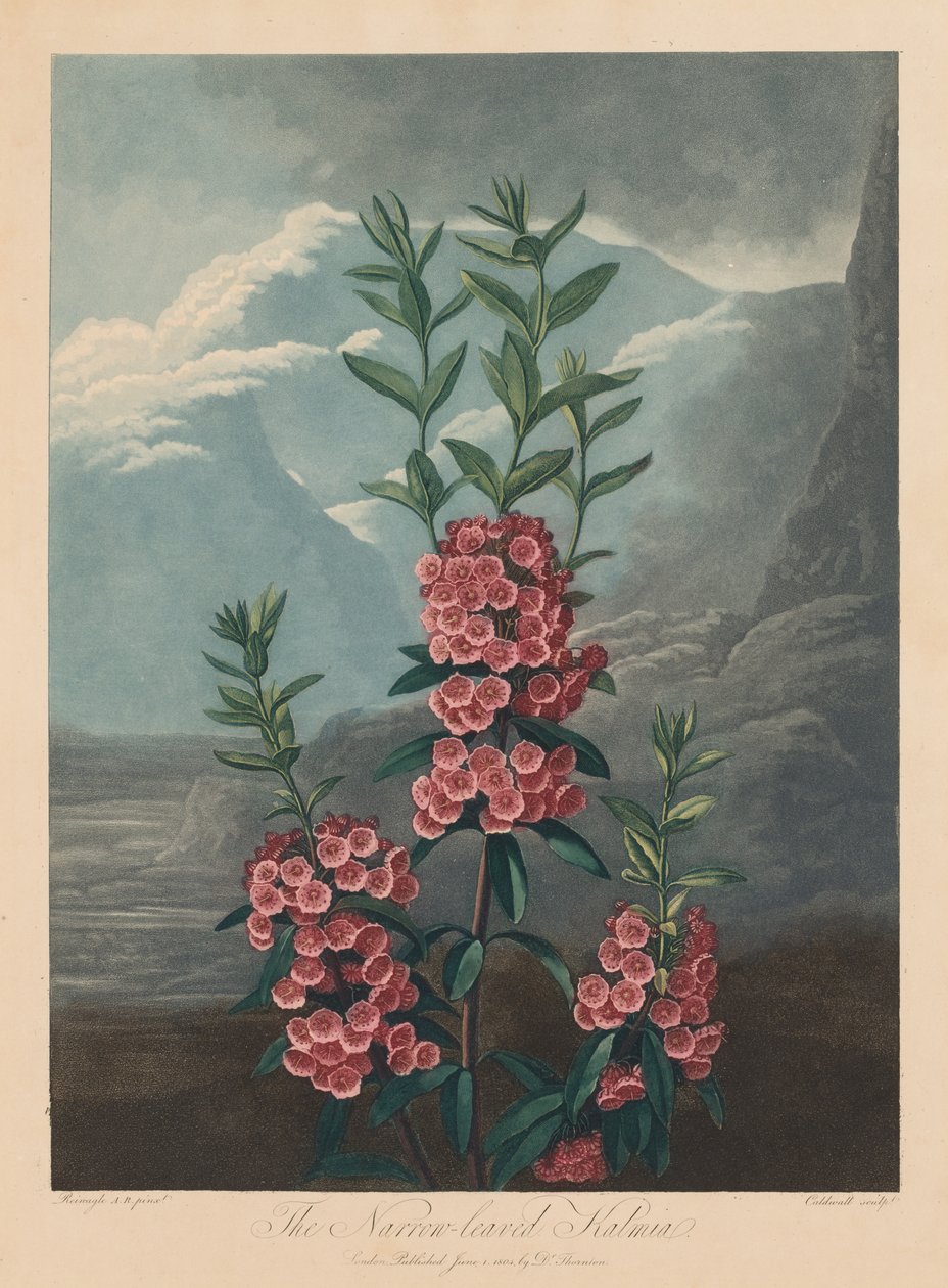 Flora Tapınağı veya Doğa Bahçesi: Dar Yapraklı Kalmia, Dağ Laurel, 1804. by Robert John Thornton
