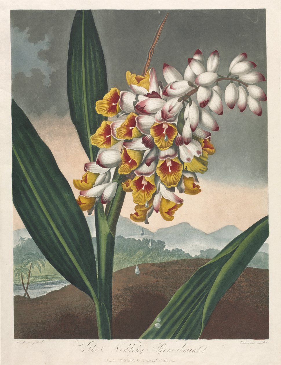Flora Tapınağı veya Doğa Bahçesi: Başını Sallayan Renealmia by Robert John Thornton