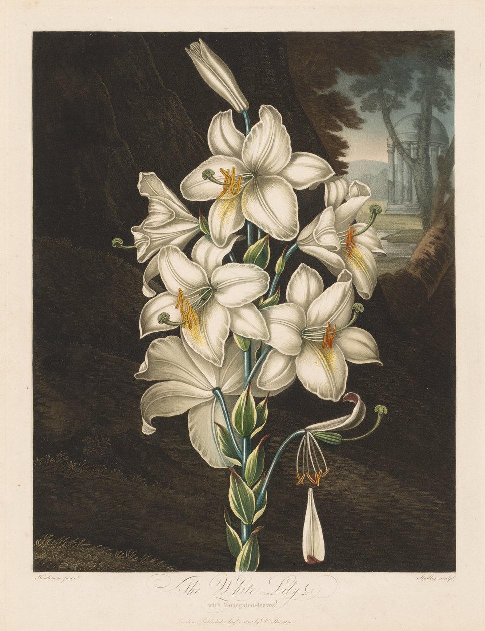 Flora Tapınağı veya Doğa Bahçesi: Alacalı Yapraklı Beyaz Zambak by Robert John Thornton