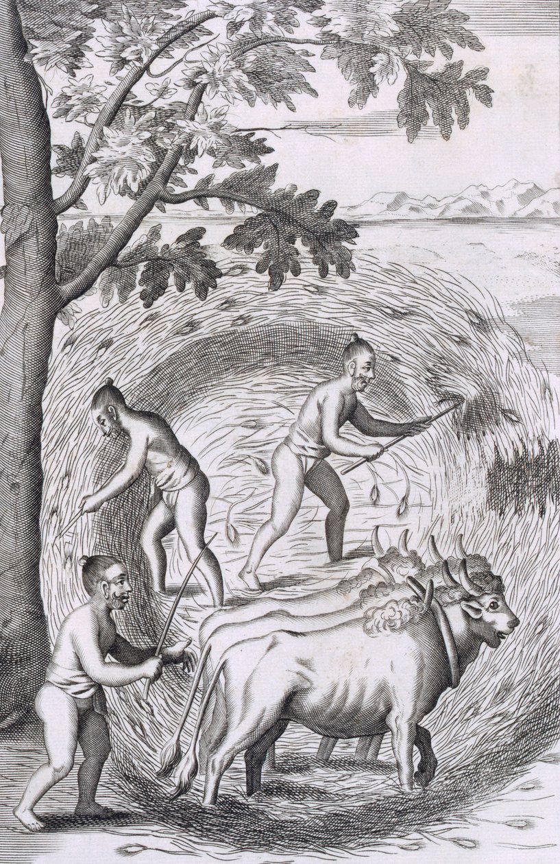 Pirinçlerini çiğneme şekli, bar. 1681. by Robert Knox