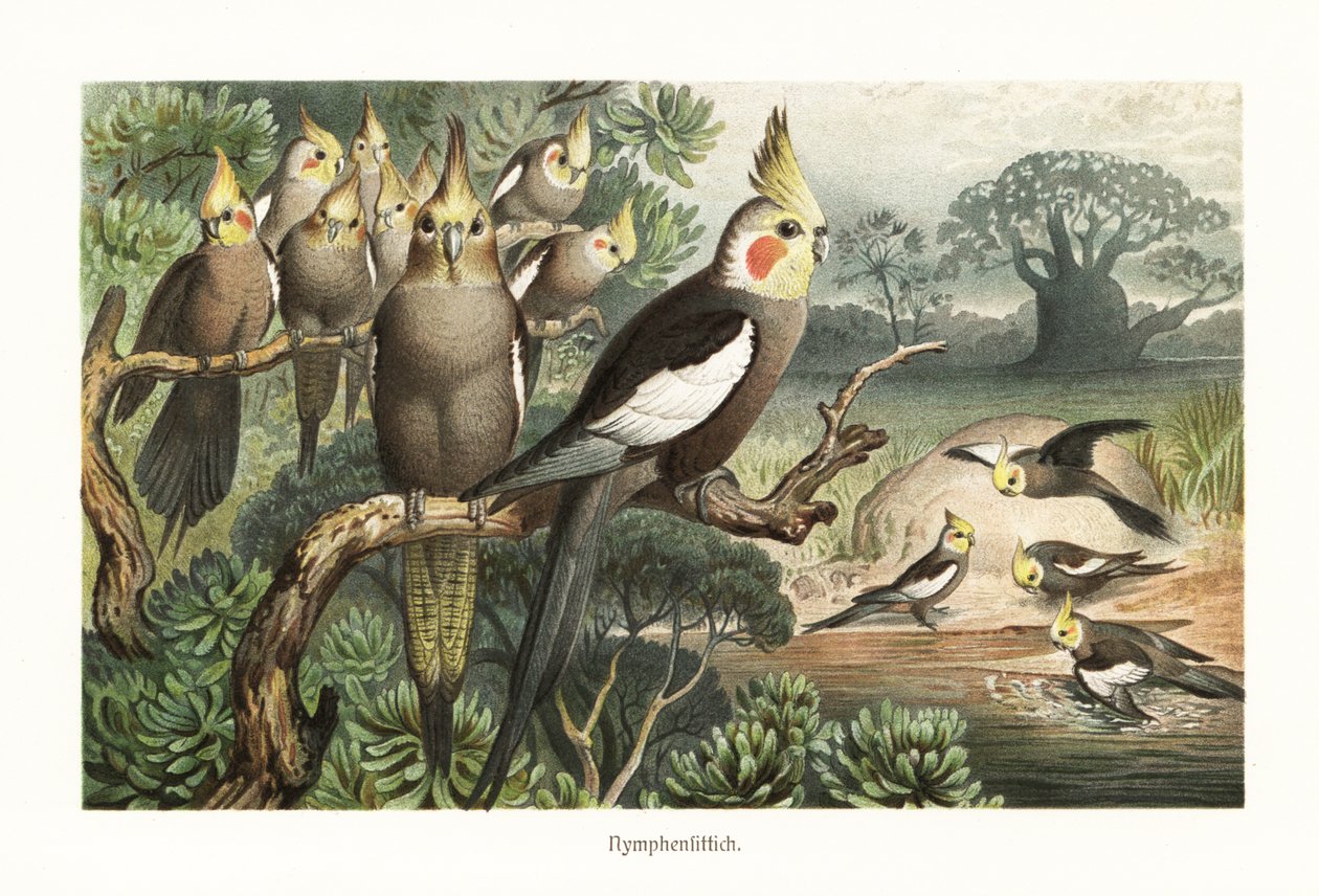 Sultan papağanı sürüsü, Nymphicus hollandicus, bir su kuyusunda. 1882 (krolitograf) by Robert Kretschmer