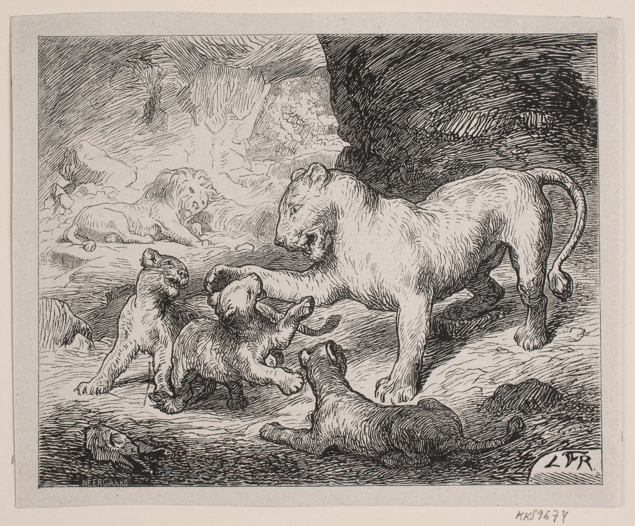 Aslan yavruları. Chr için İllüstrasyon. Winther