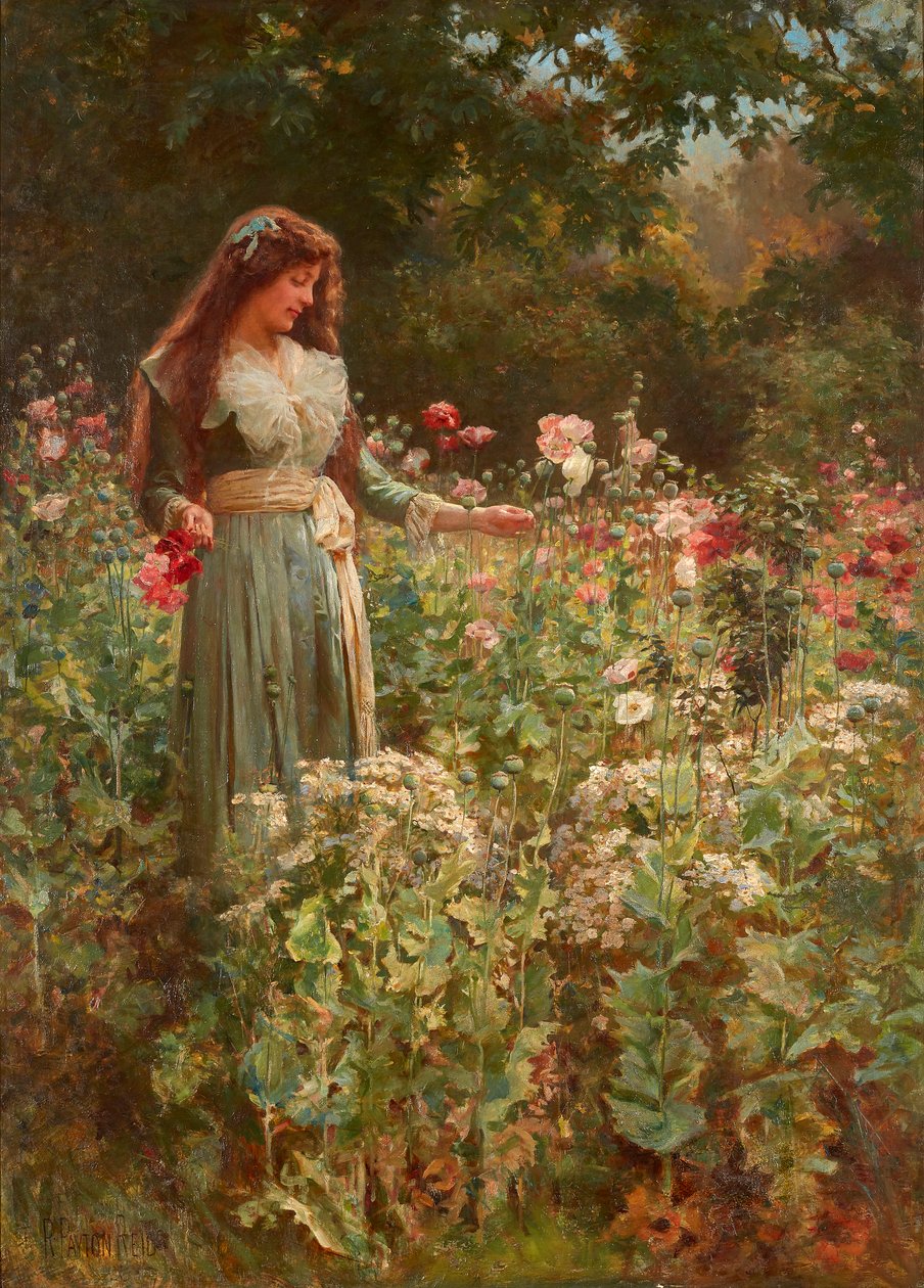 Haşhaş Toplama (tuval üzerine yağlı boya) by Robert Payton Reid