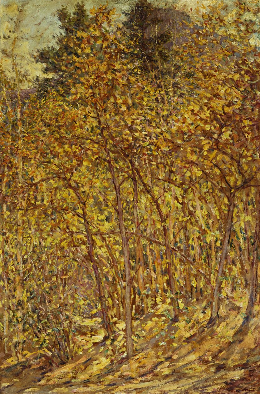 sonbahar güneş ışığı by Robert Reid