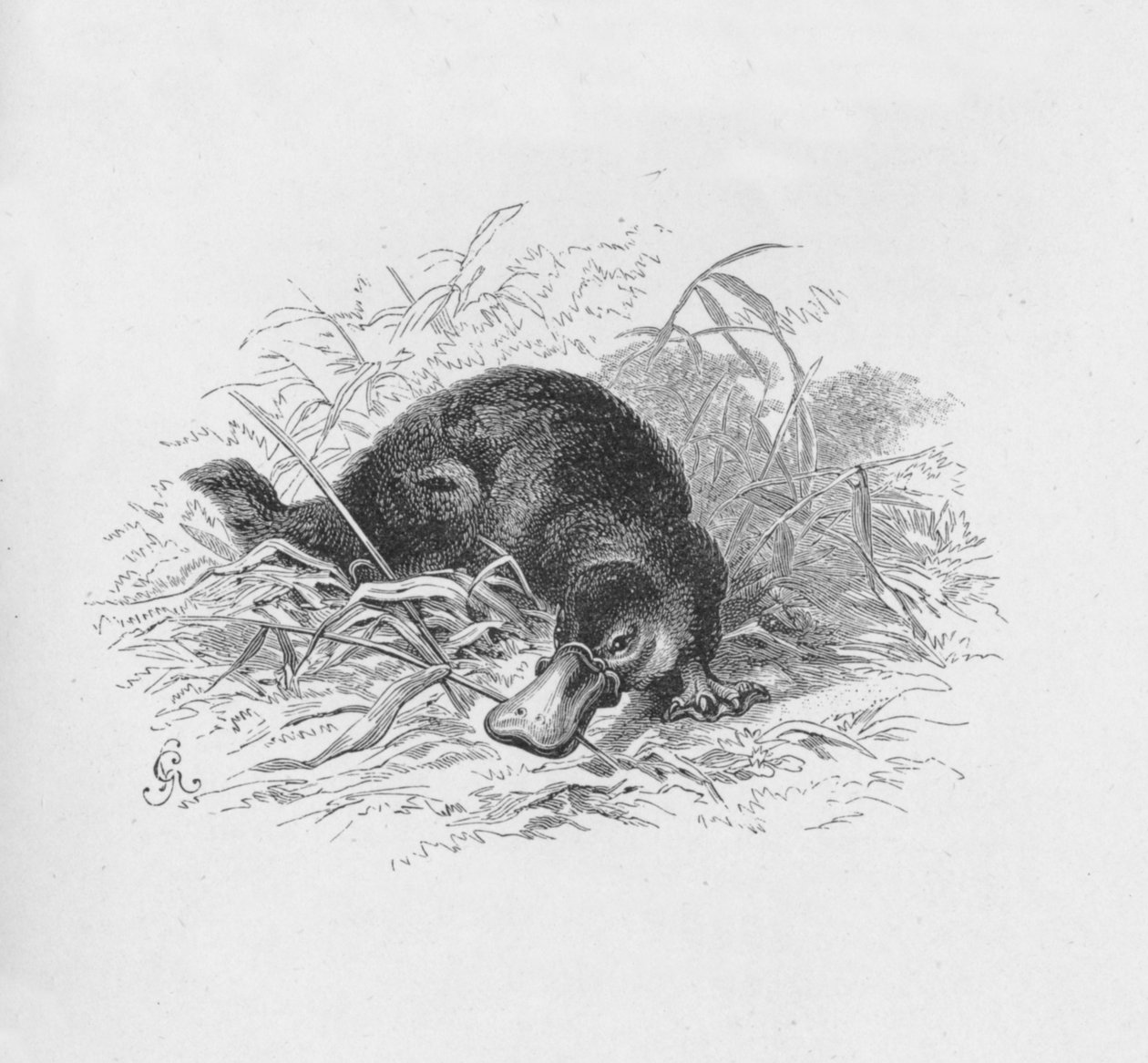 Ornithorhynchus Paradoxus, c1885, 1890 by Robert Taylor Pritchett