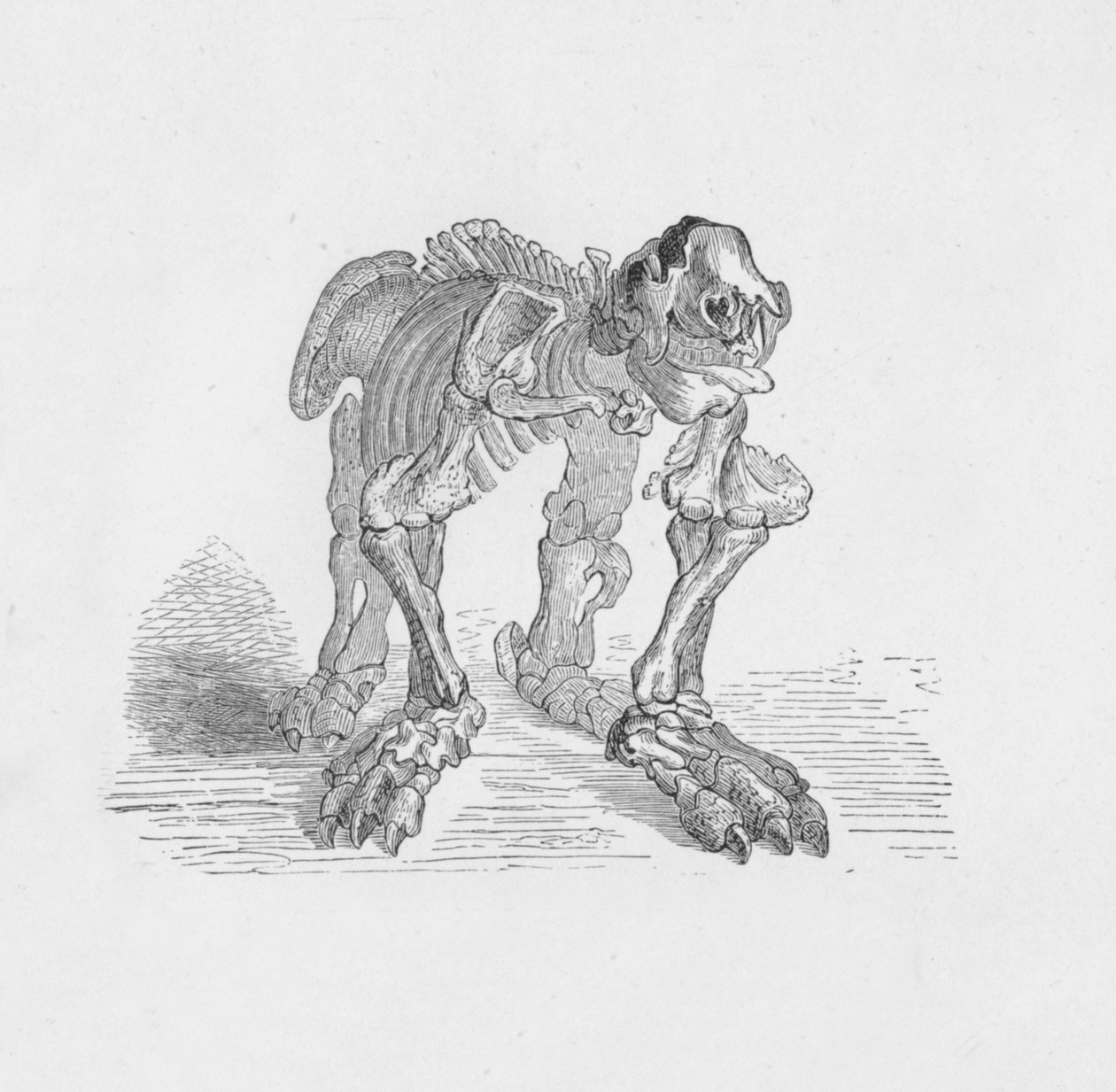 Megatherium İskeleti, c1885, 1890 by Robert Taylor Pritchett