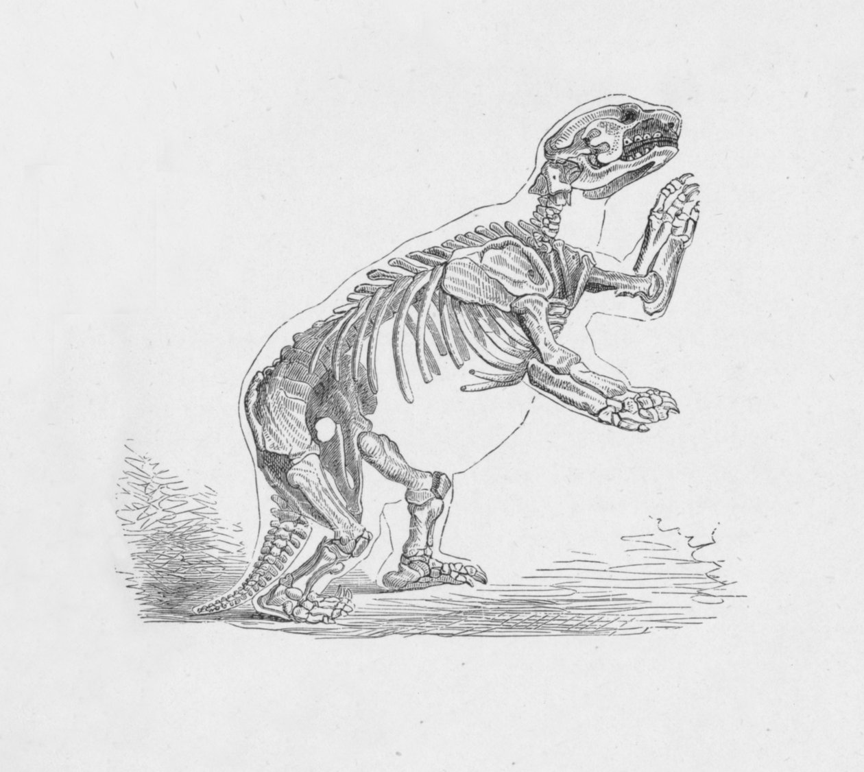 Mylodon Darwinii