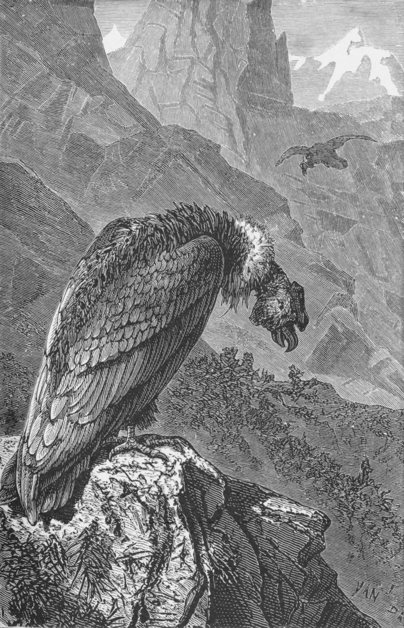 Condor, c1885, 1890 by Robert Taylor Pritchett