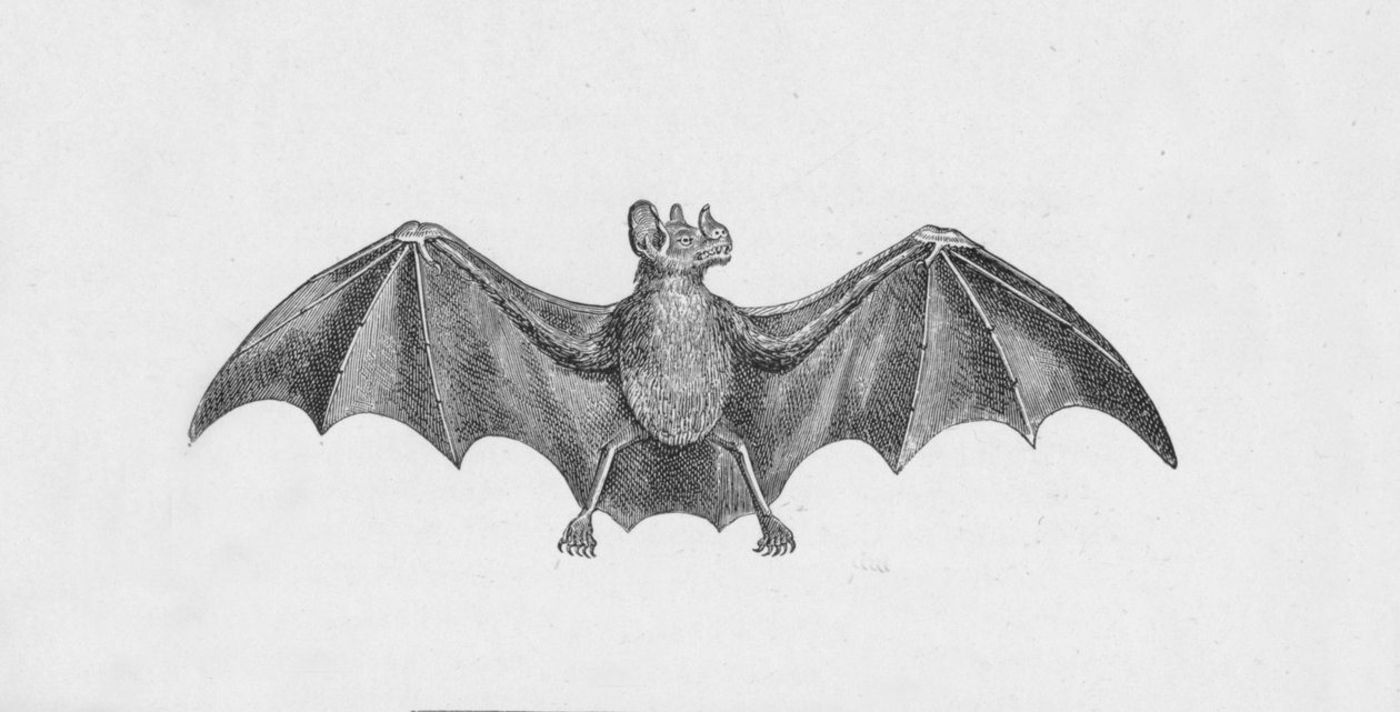 Vampir Yarasa, c1885, 1890 by Robert Taylor Pritchett