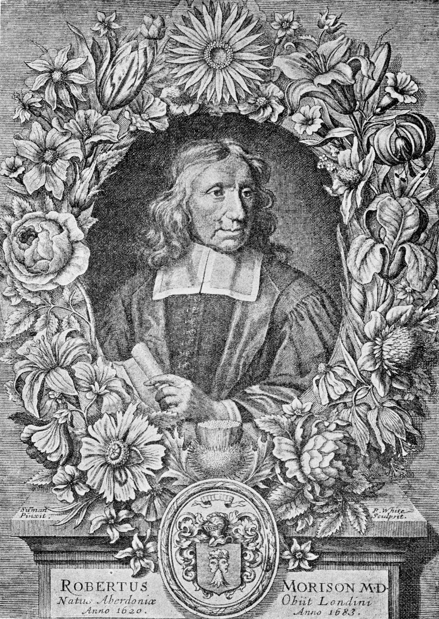 Robert Morison, 1680 by Robert White