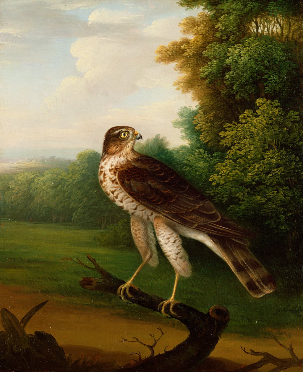 Genç Dişi Şahin, bir yaşında (tuval üzerine yağlı boya) by Robert Wilkinson Padley