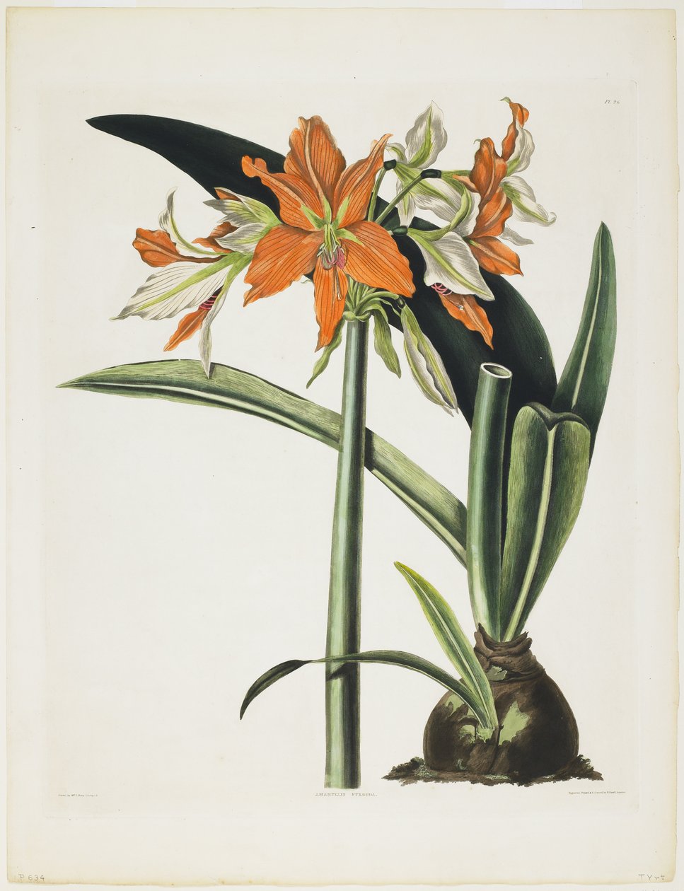 Amaryllis fulgida (Çizgili Borulu Amaryllis), 1831-34 (gravürlü aquatint, renkli basılmış ve elle renklendirilmiş) by Robert the Younger Havell