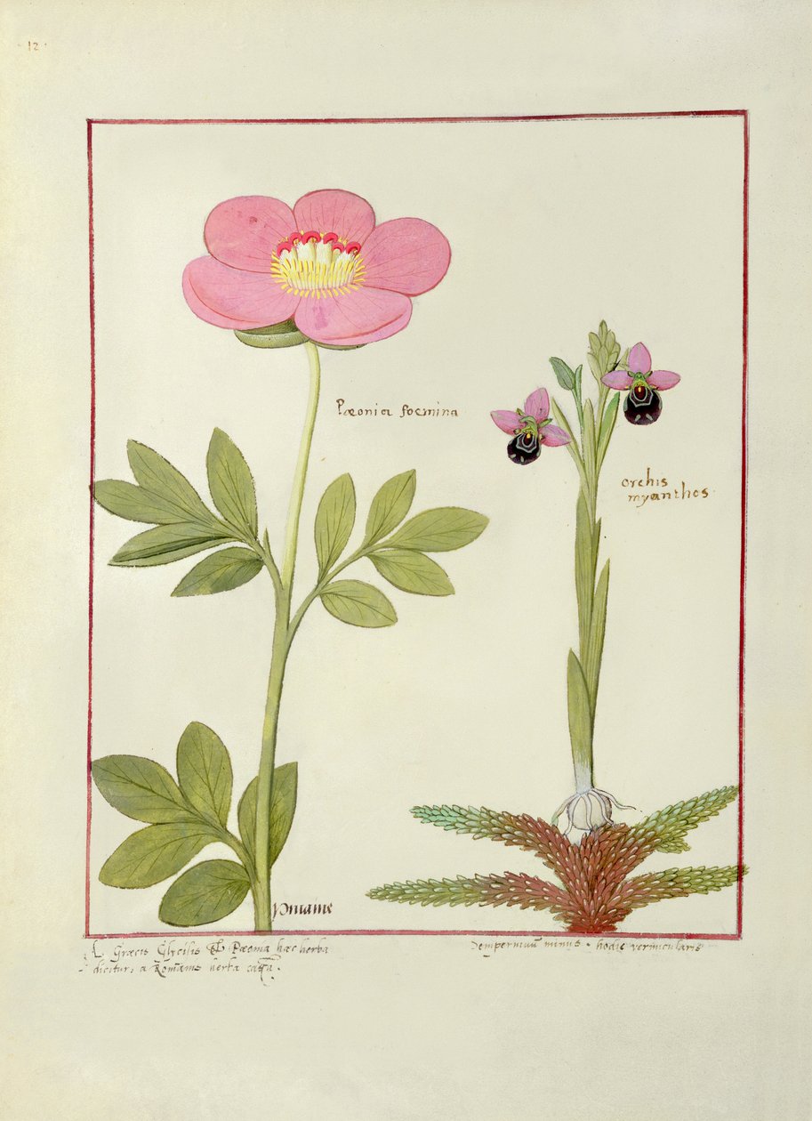 Paeonia veya Şakayık ve Orchis myanthos, Mattheaus Platearius