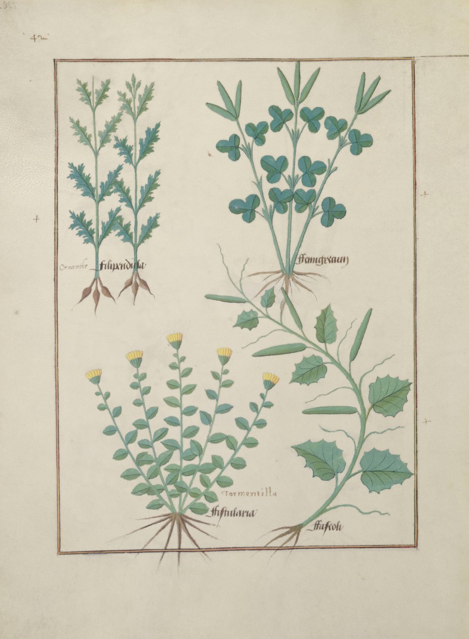 Bayan Fr. Fv VI #1 f.132v Üst sıra: Filipendula. Alt sıra: Fistularia ve Faseolus, Mattheaus Platearius (d.c.1161) c.1470 tarafından The Book of Simple Medicines