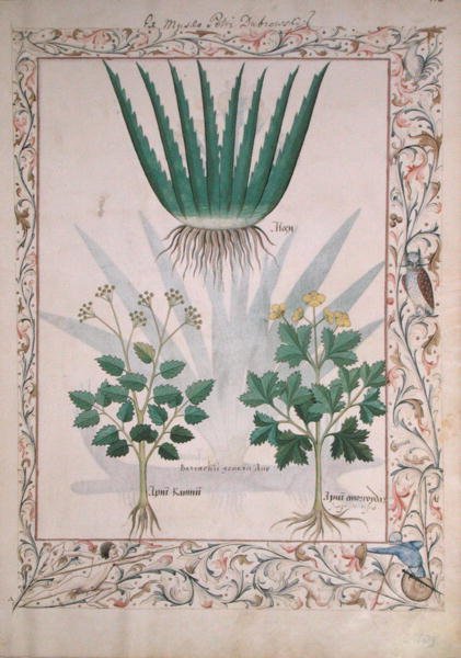 Bayan Fr. Fv VI #1 fol.112 Aloe ve Apio, Matthaeus Platearius