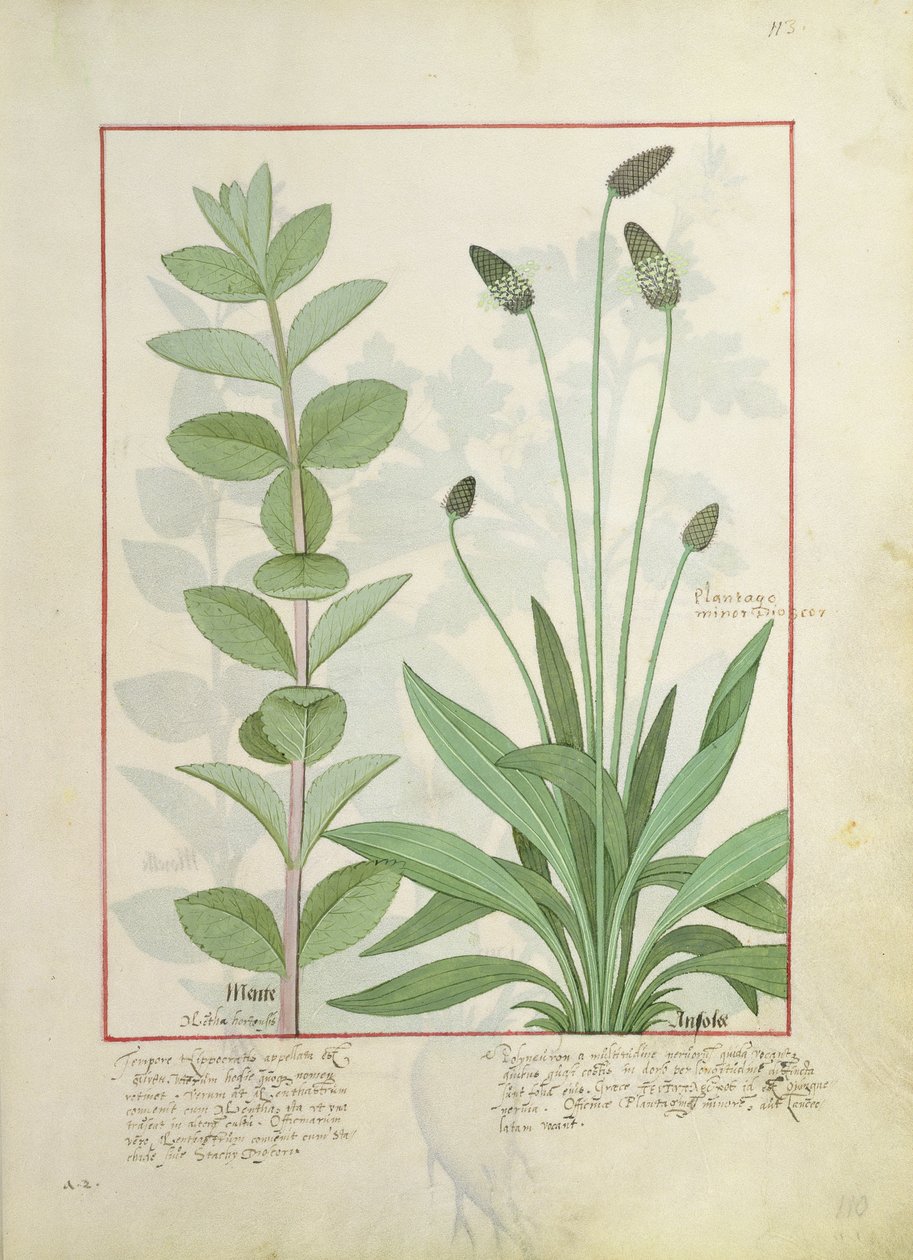 Mint and Plantain, or Ribwort, illustration from The Book of Simple Medicines by Mattheaus Platearius 113 by Robinet Testard