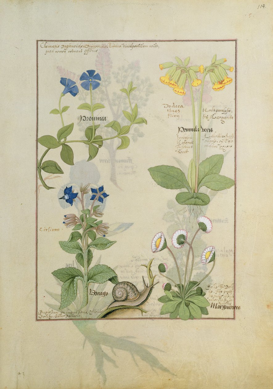 Mavi Akasma veya Crowfoot ve Primula. Alt sıra Borage veya Unutma beni ve Marguerita Daisy by Robinet Testard
