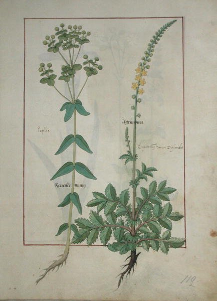Bayan Fr. Fv VI #1 fol.115 Reveille Matin ve Agrimonia, Mattheaus Platearius (d.c.1161) c.1470 tarafından yazılan The Book of Simple Medicines