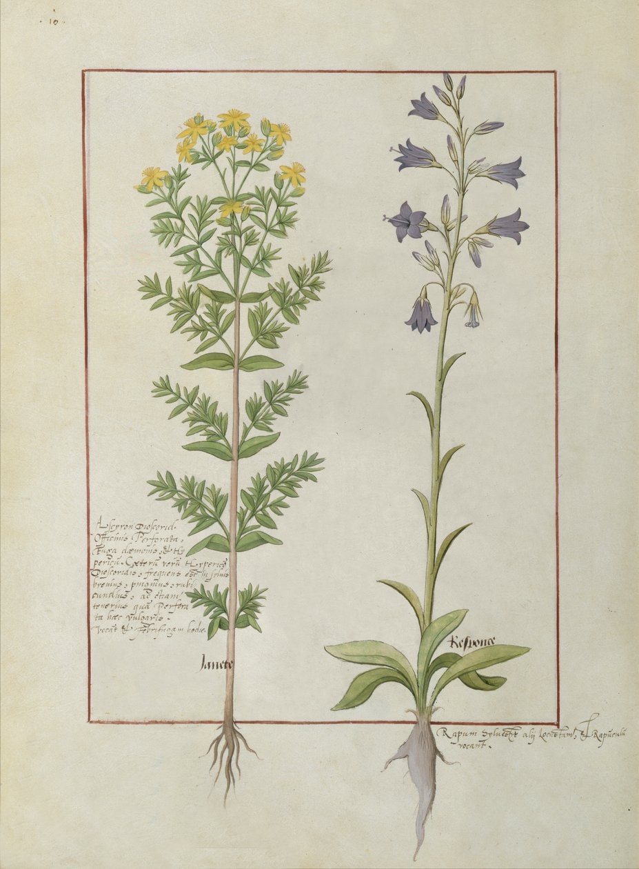 Bayan Fr. Fv VI #1 fol.116v Mattheaus Platearius