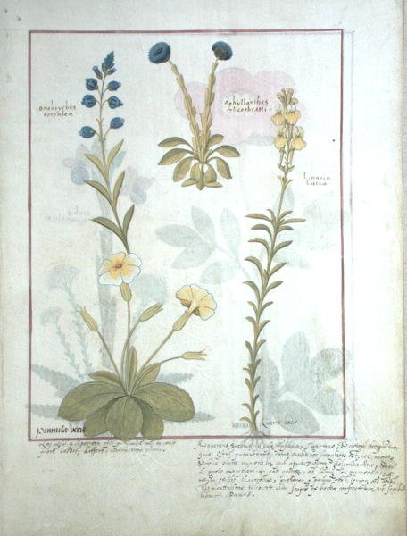 Bayan Fr. Fv VI #1 fol.117 Üst sıra: Onobrychis veya Korunga ve Aphyllanthes. Alt sıra: Linaria Lutea ve Primula Veris veya Primrose, Mattheaus Platear