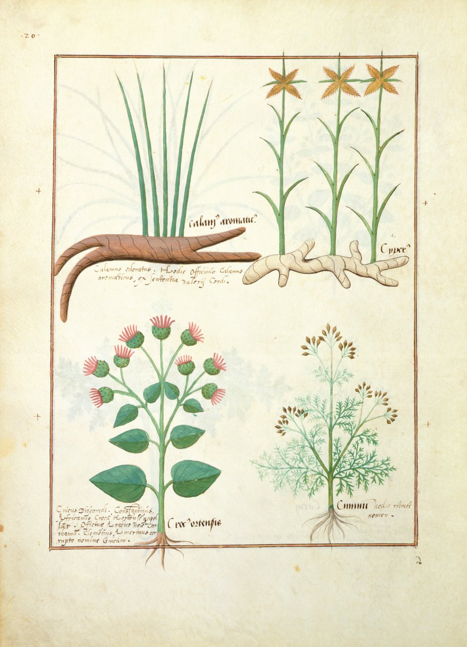 Cyperus, Calamus, Crocus ostensis, Mattheaus Platearius 119v
