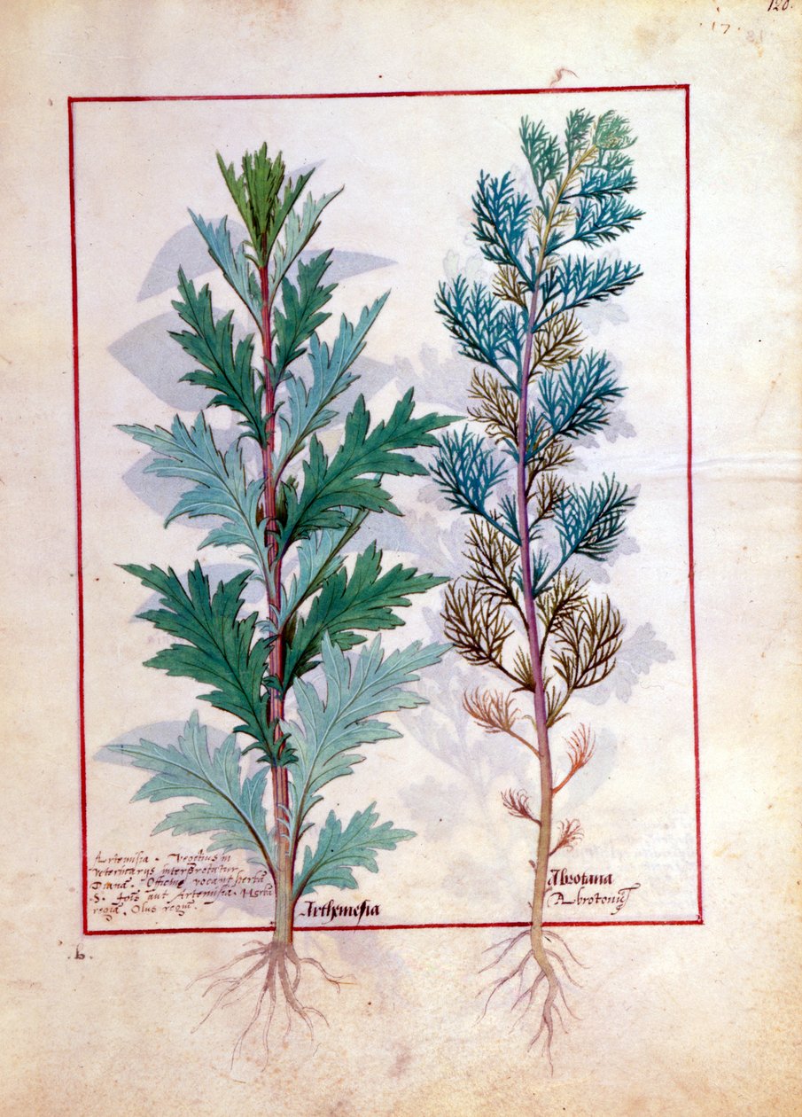 İki çeşit Artemesia, Mattheaus Platearius 120r tarafından yazılan Basit İlaçlar Kitabı