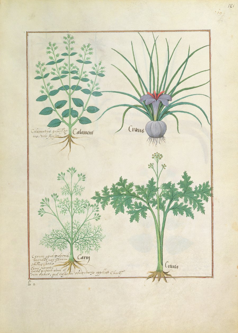 Calamint, Crocus, Carraway ve Citusa, Mattheaus Platearius 121r tarafından Basit İlaçlar Kitabı