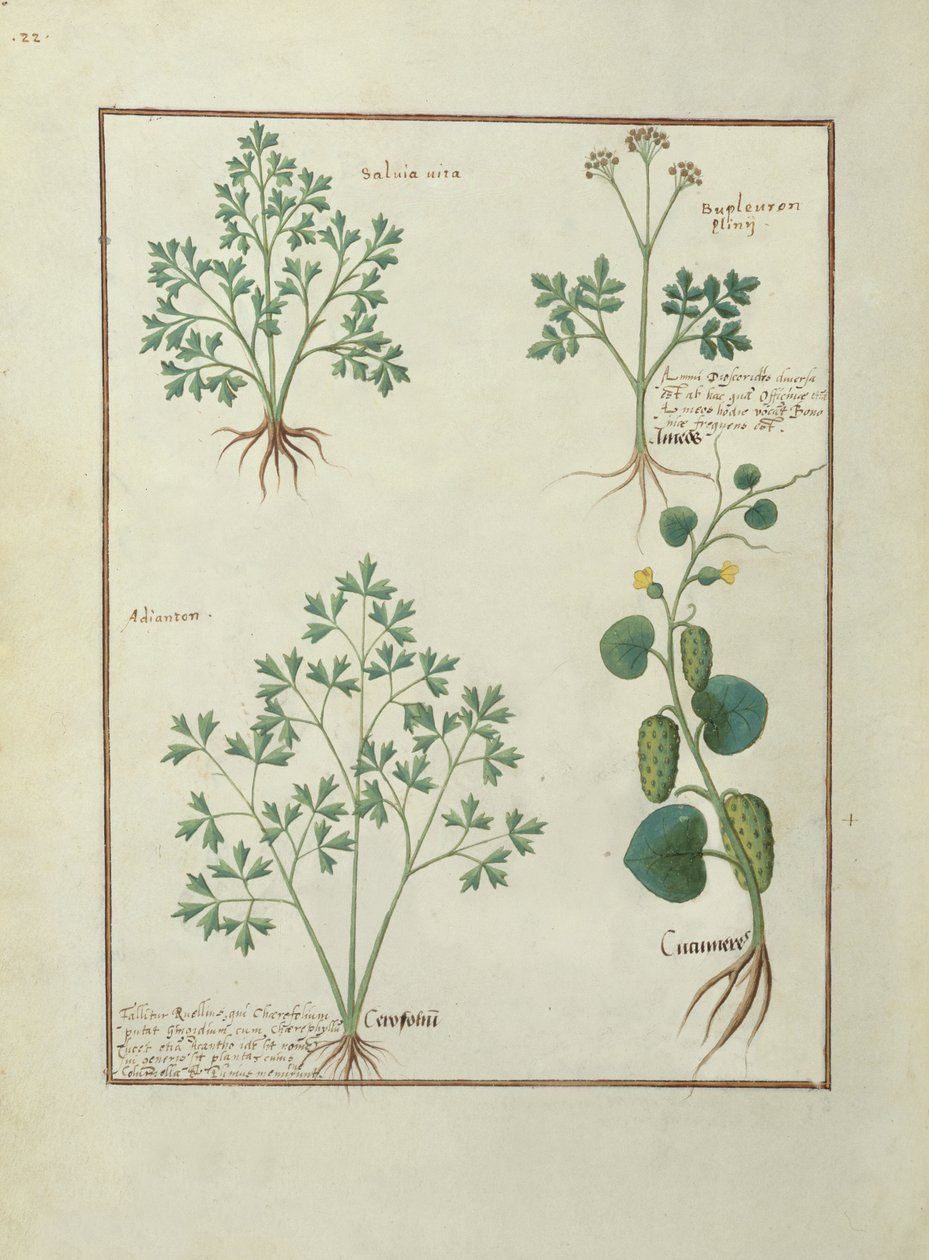 Bayan Fr. Fv VI #1 fol.122v Üst Sıra: Adaçayı ve Bupleurum, Mattheaus Platearius (d.c.1161) tarafından kaleme alınan Basit İlaçlar Kitabı