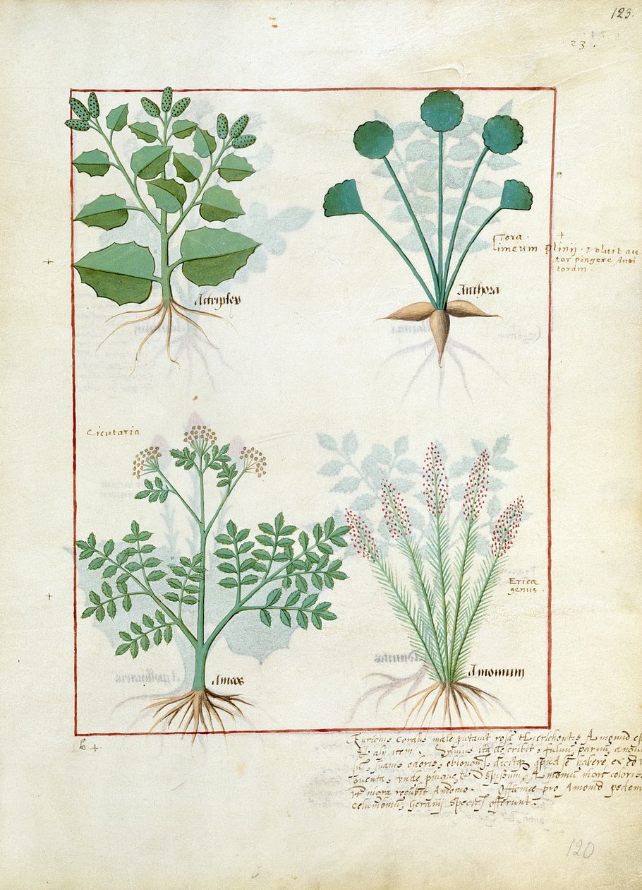 Tuz Bush ve Anthora. Alt sıra: Absinthium ve Kakule, Mattheaus Platearius 123r tarafından yazılan The Simple Book of Medicines