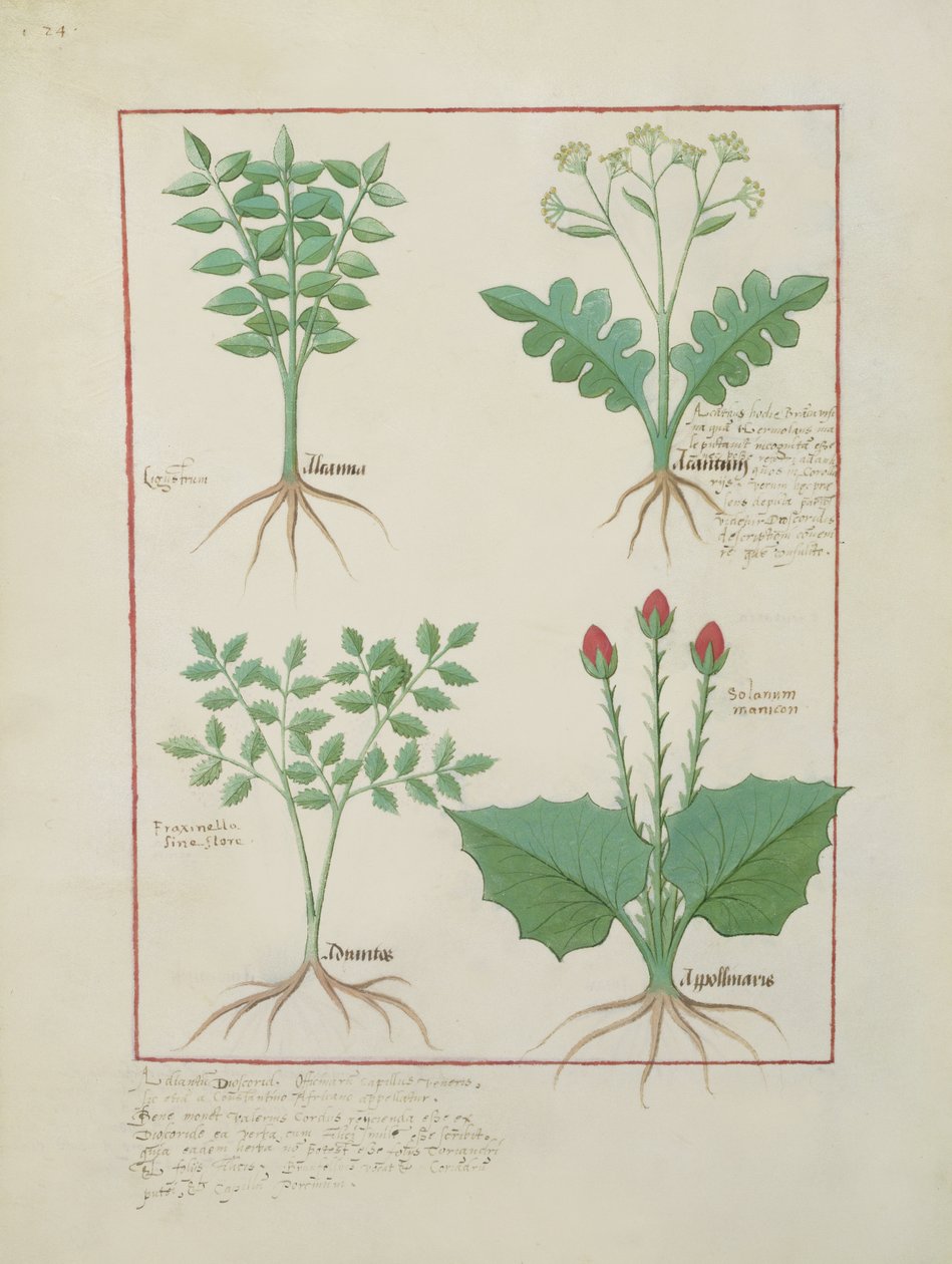 Bayan Fr. Fv VI #1 fol.123v Üst sıra: Ligustrum ve Acanthus. Alt sıra: Ot bitkisi ve Apollinaris, Matthaeus Platearius (d.c.1161) c.1470 tarafından The Book of Simple Medicines