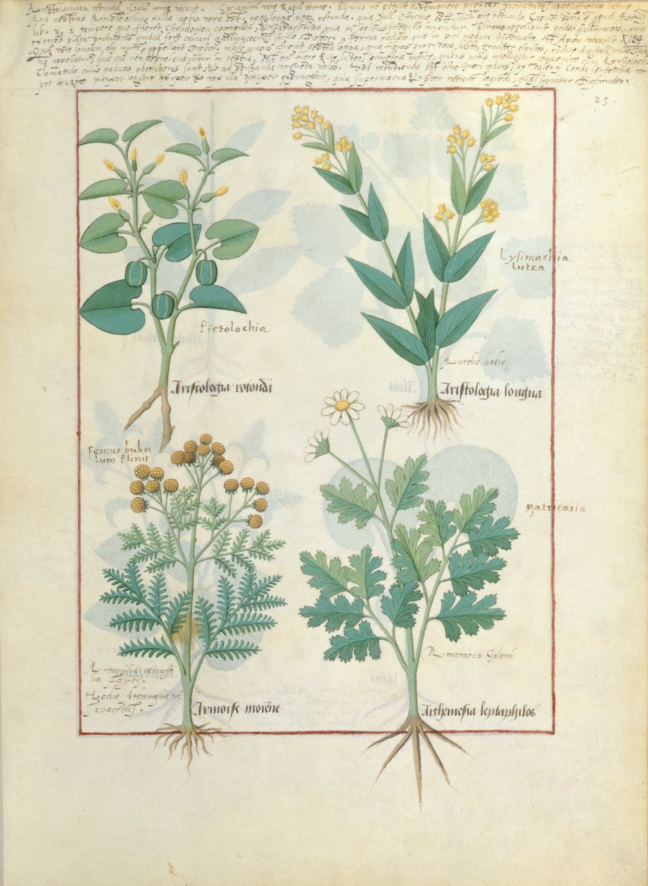 Üst sıra: Aristolochia Rotundi ve Aristolochia Longua. Alt sıra: Armoise ve Artemesia, Matteaus Platearius 124r tarafından yazılan The Simple Book of Medicines
