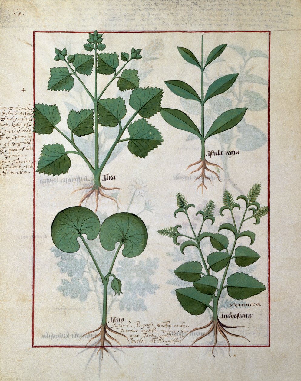Hatmi ve Hastula Regia. Alt sıra: Asarabacca ve Speedwell, Matteaus Platearius124v