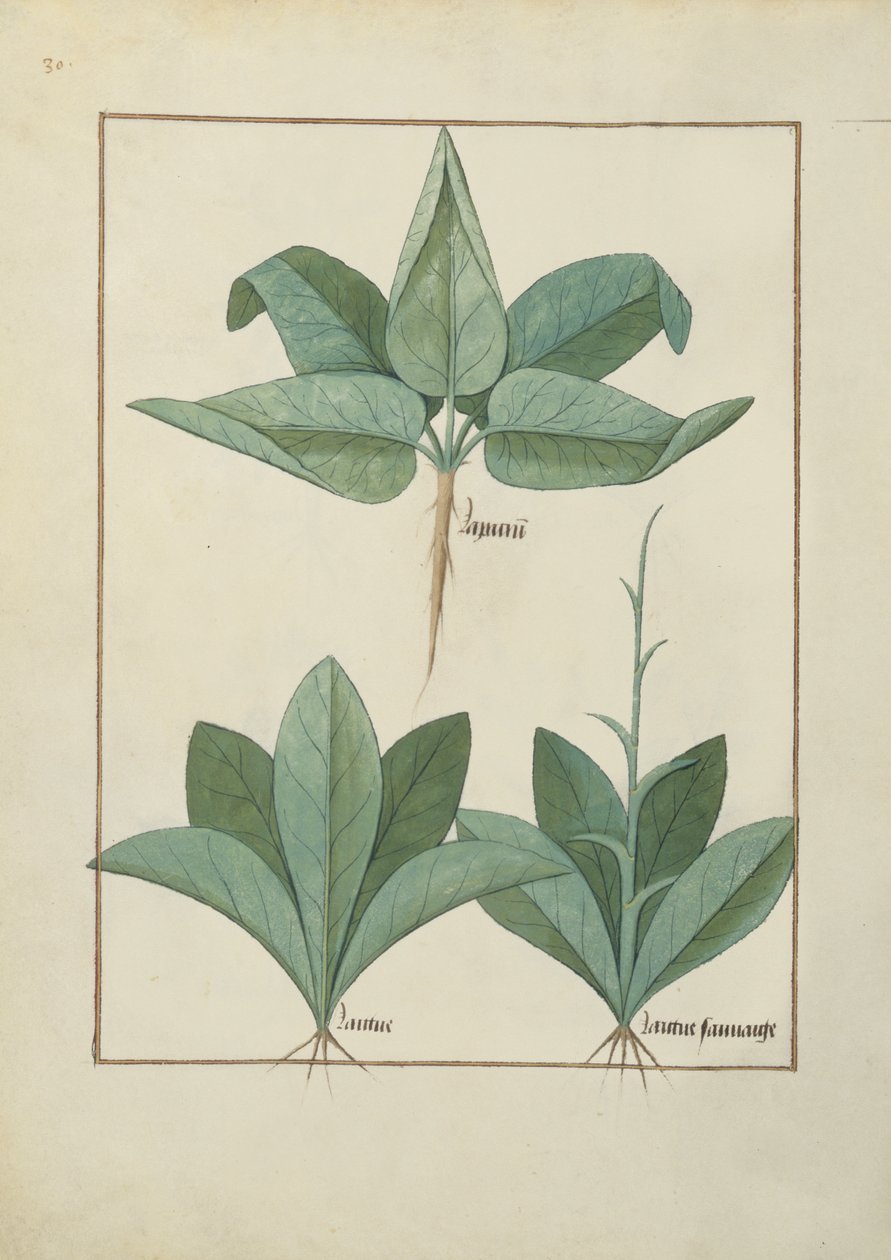 Bayan Fr. Fv VI #1 fol.126v Mattheaus Platearius