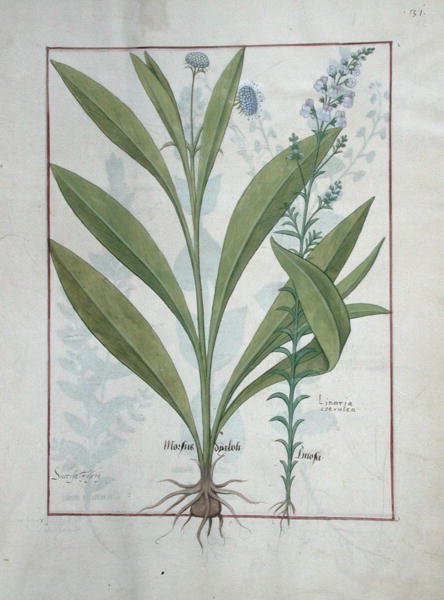 Bayan Fr. Fv VI #1 fol.127r Devils-bit uyuz ve Toadflax, The Book of Simple Medicines