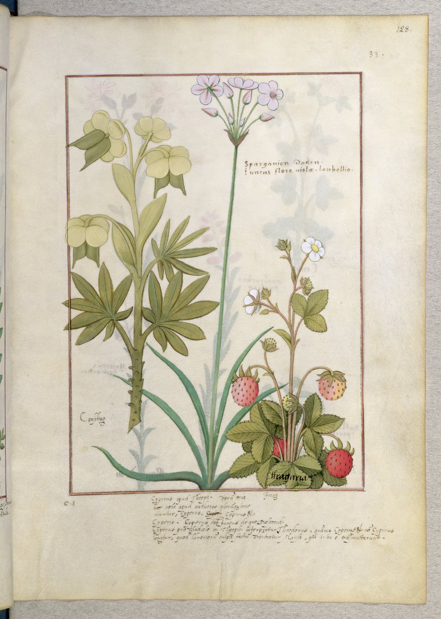 Consiligo, Burreed ve Strawberry, Mattheaus Platearius 128r tarafından yazılan Basit İlaçlar Kitabı