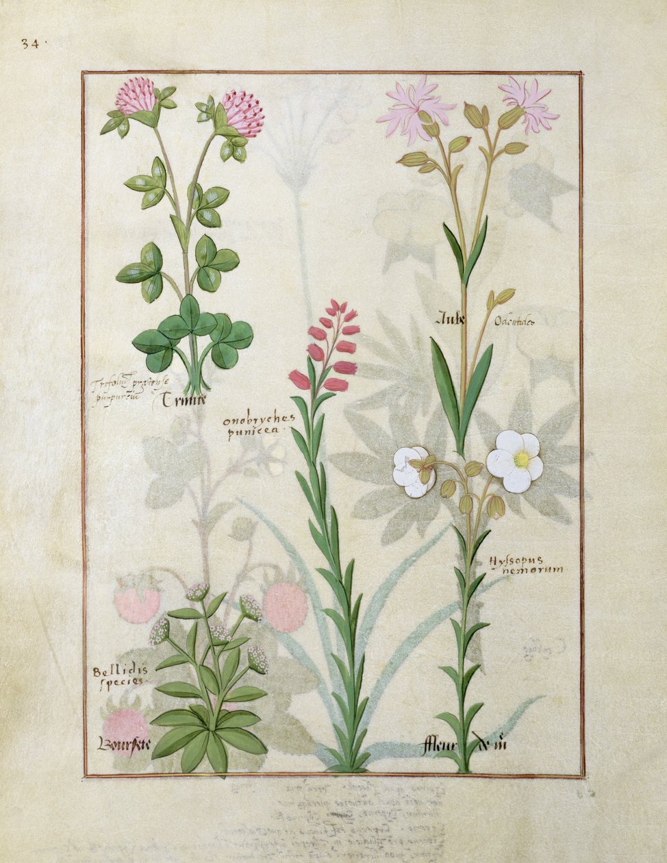Üst sıra Kırmızı yonca ve Aube. Alt sıra Bellidis türleri, Onobrychis ve Hyssopus nemorum, Mattheaus Platearius tarafından kaleme alınan Basit İlaçlar Kitabından bir örnek by Robinet Testard