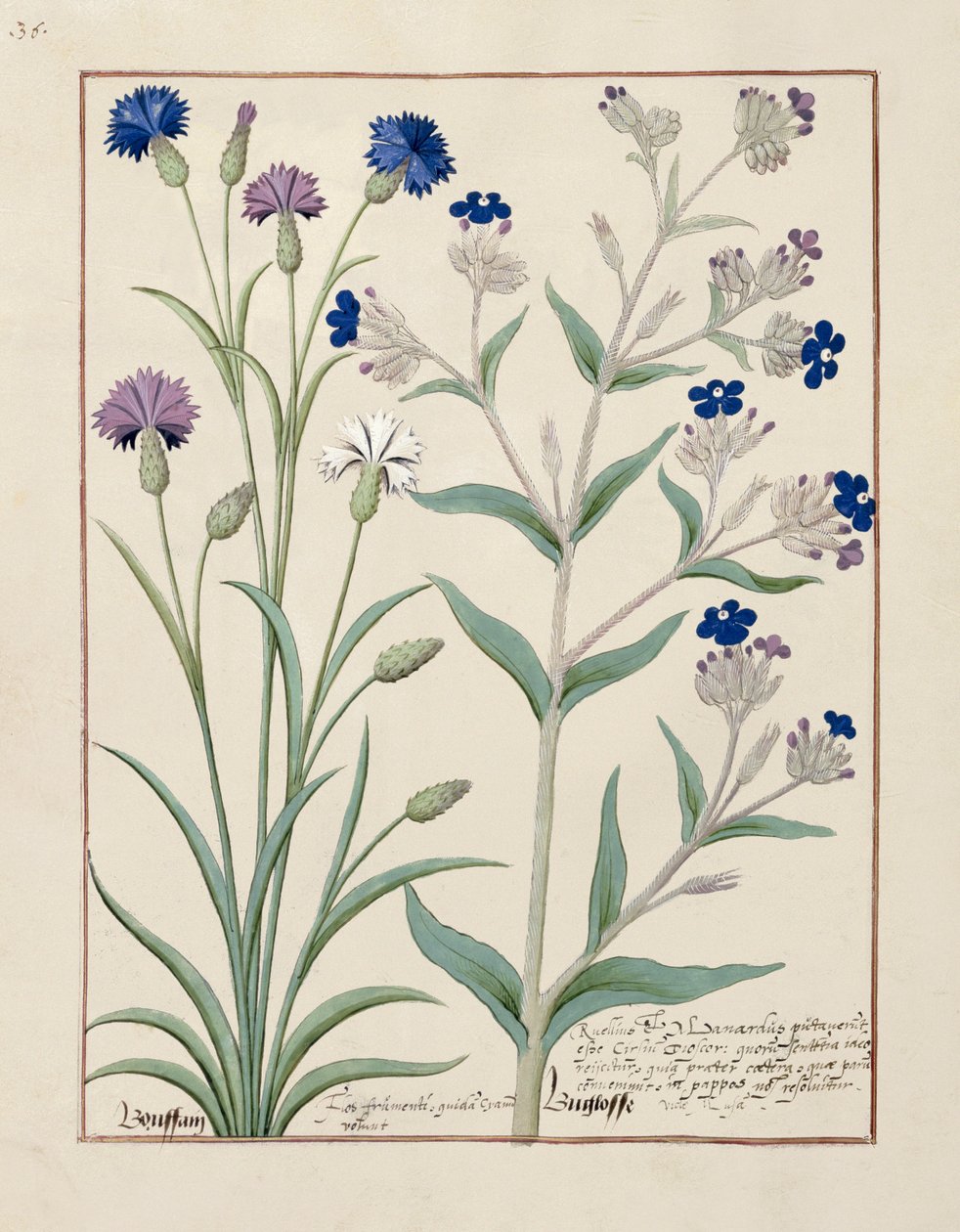 Mattheaus Platearius 129v