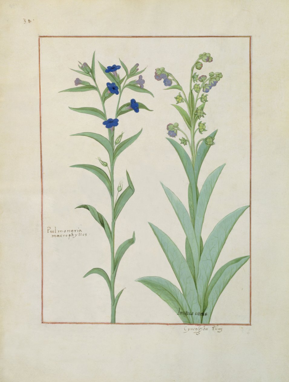 Bayan Fr. Fv VI #1 fol.130v Pulmonaria ve Lungwort, The Book of Simple Medicines