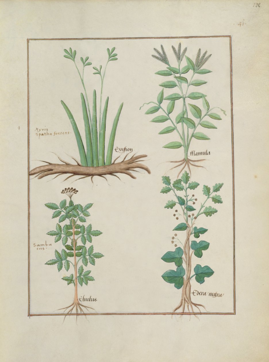Bayan Fr. Fv VI #1 fol.132r Üst sıra: Xyris ve Spearwort. Alt sıra: Mürver ve Hedera, The Book of Simple Medicines (Basit İlaçlar Kitabı) çizimi, Mattheaus Platearius (d.c.1161) c.1470 by Robinet Testard