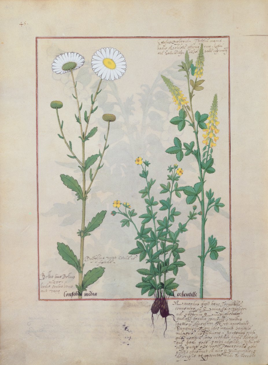 Mattheaus Platearius 134v