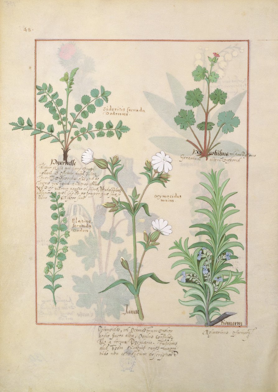 Mattheaus Platearius 135r tarafından yazılan Basit İlaçlar Kitabından İllüstrasyon by Robinet Testard