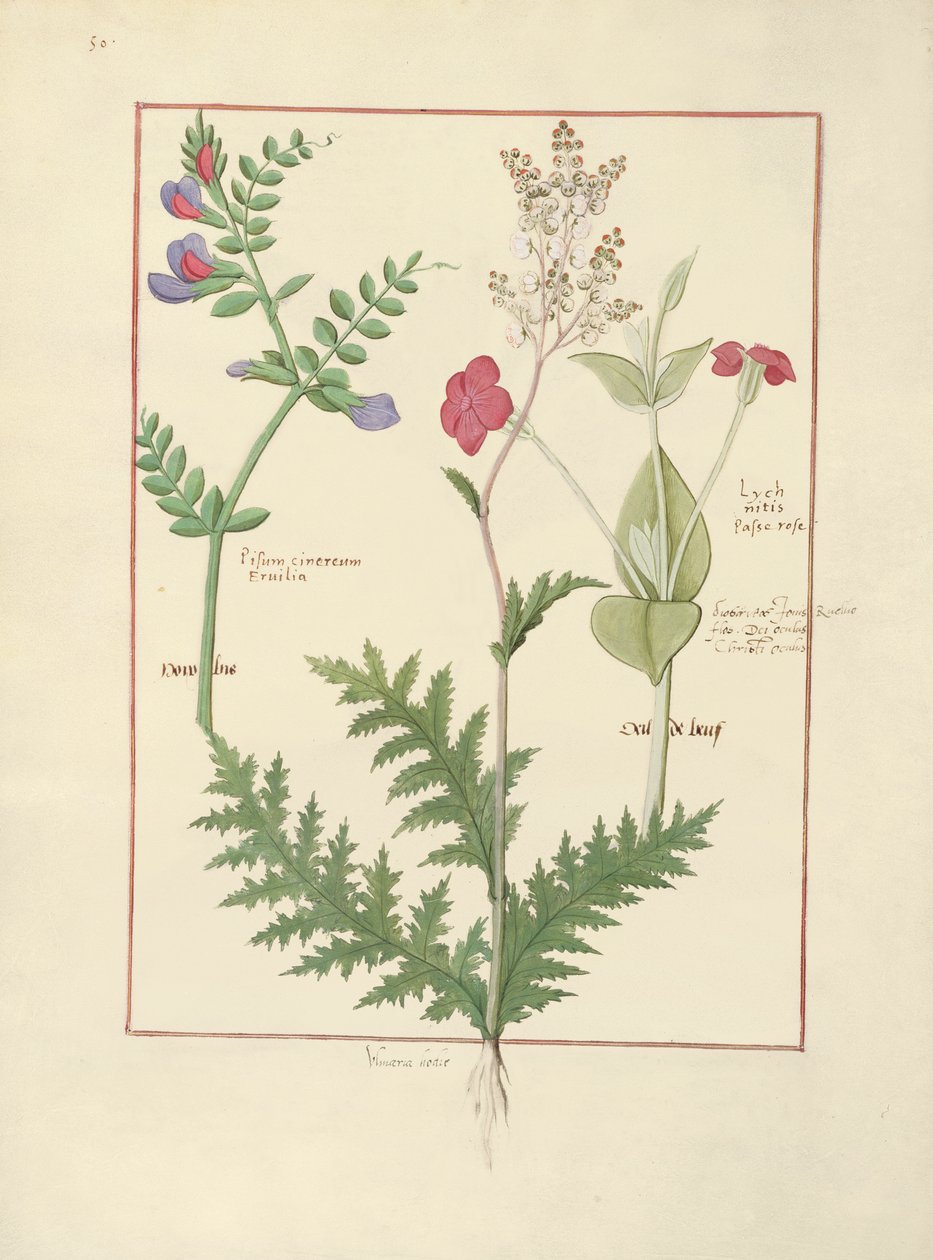 Mattheaus Platearius